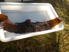 Sugar Kelp (Saccharina latissima)
