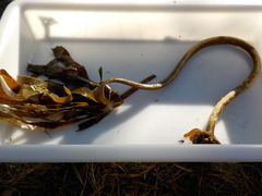 Oarweed (Laminaria digitata)