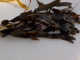 Blæretang (Fucus vesiculosus)