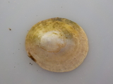 Albusnegl (Patella vulgata)