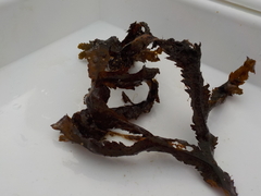 Sagtang (Fucus serratus)