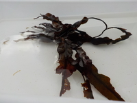 Blæretang (Fucus vesiculosus)