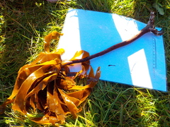 Oarweed (Laminaria digitata)