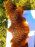 Sugar Kelp (Saccharina latissima)