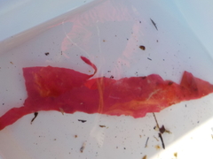Dulse (Palmaria palmata)