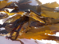 Sagtang (Fucus serratus)