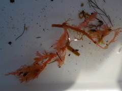 Coral weed (Corallina officinalis)