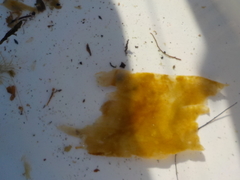 Cuvie (Laminaria hyperborea)