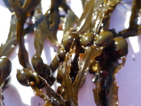 Blæretang (Fucus vesiculosus)