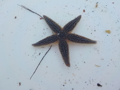 Starfish (Asteroidea)