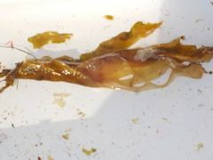 Oarweed (Laminaria digitata)