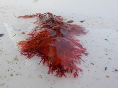 Sugar Kelp (Saccharina latissima)