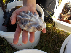 Dypøsters (Crassostrea gigas)