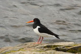 Tjeld (Haematopus ostralegus)