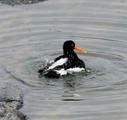 Tjeld (Haematopus ostralegus)