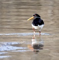 Tjeld (Haematopus ostralegus)