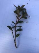 Cowberry (Vaccinium vitis-idaea)