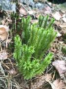 Lusegras (Huperzia selago)