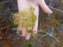 Vasstorvmose (Sphagnum cuspidatum)