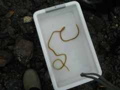 Cat gut (Chorda filum)