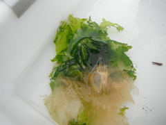 Sea lettuce (Ulva lactuca)