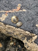 barnacle (Semibalanus balanoides)
