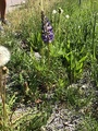 Hagelupin (Lupinus polyphyllus)