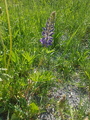 Hagelupin (Lupinus polyphyllus)