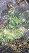 Sea grass (Ulva intestinalis)