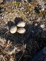 Tjeld (Haematopus ostralegus)