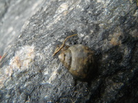 Strandsnegler (Littorina)