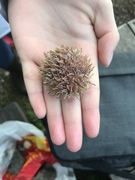 Sea urchins (Echinoidea)