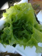 Havsalat (Ulva lactuca)