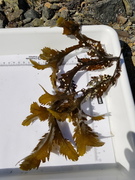 Sagtang (Fucus serratus)