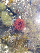 Hesteaktinie (Actinia equina)