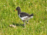 Tjeld (Haematopus ostralegus)