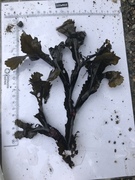 Sagtang (Fucus serratus)