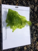 Sea lettuce (Ulva lactuca)