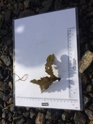 Sagtang (Fucus serratus)