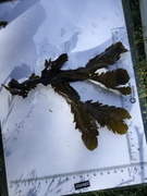 Sagtang (Fucus serratus)