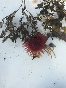 Red algae (Rhodophyta)
