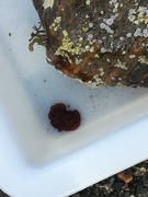 Red algae (Rhodophyta)
