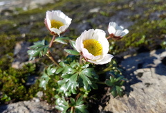 Issoleie (Ranunculus glacialis)