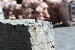 Linnet (Linaria cannabina)