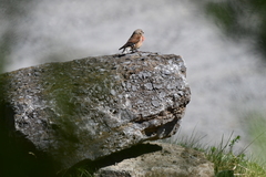 Linnet (Linaria cannabina)
