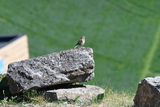 Tornirisk (Carduelis cannabina)