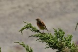 Tornirisk (Carduelis cannabina)