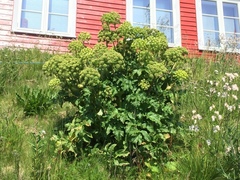Garden Angelica (Angelica archangelica)