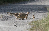 Fasan (Phasianus colchicus)