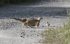 Common Pheasant (Phasianus colchicus)
